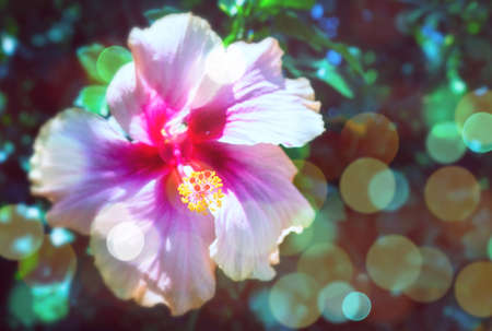 Pink Hibiscus flower blooming in garden.の写真素材