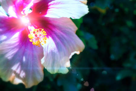 Pink Hibiscus flower blooming in garden.の写真素材