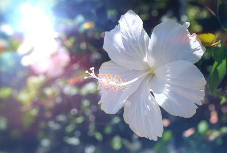 Chinese hibiscus' pure white flower bloomingの写真素材