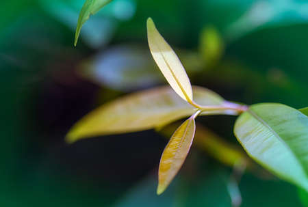 be in a bud, put forth fresh leaves, Sprouting young leaves on tree, green nature backgroundの写真素材