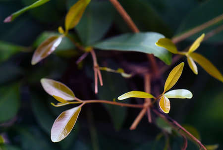 be in a bud, put forth fresh leaves, Sprouting young leaves on tree, green nature backgroundの写真素材