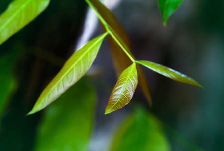 be in a bud, put forth fresh leaves, Sprouting young leaves on tree, green nature backgroundの写真素材