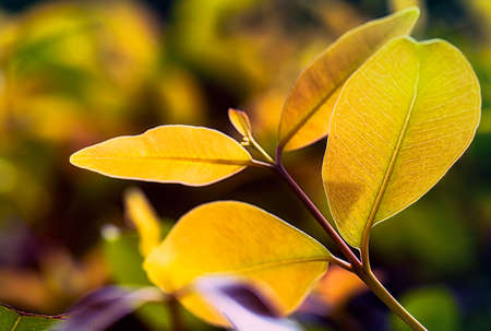 be in a bud, put forth fresh leaves, Sprouting young leaves on tree, green nature backgroundの写真素材