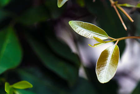 be in a bud, put forth fresh leaves, Sprouting young leaves on tree, green nature backgroundの写真素材