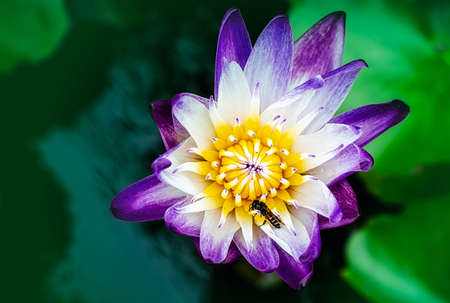 Bee on lotus flowerの写真素材