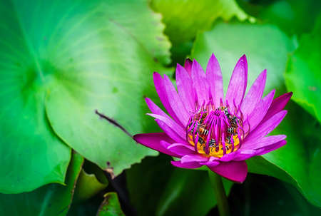 Bee on lotus flowerの写真素材
