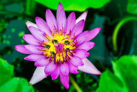 Bee on lotus flowerの写真素材