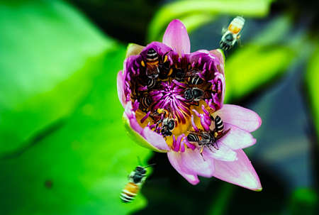 Bee on lotus flowerの写真素材