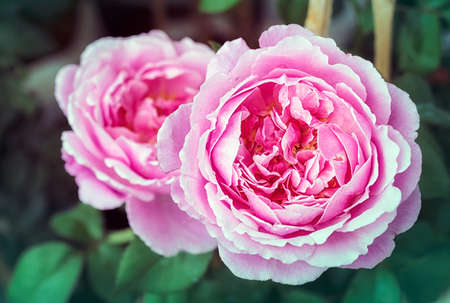 Beautiful pink rose in a gardenの写真素材