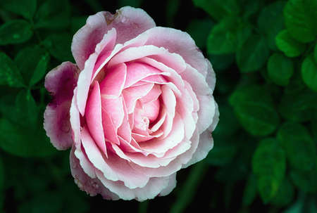 Beautiful pink rose in a gardenの写真素材