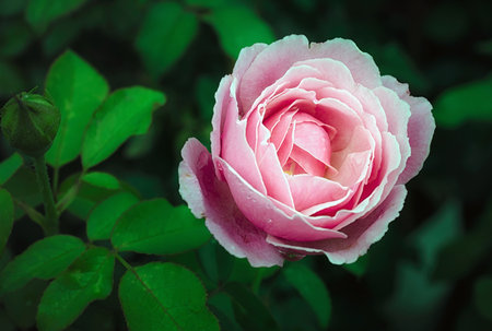 Beautiful pink rose in a gardenの写真素材