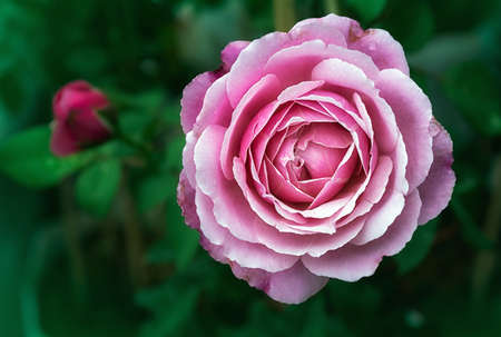 Beautiful pink rose in a gardenの写真素材