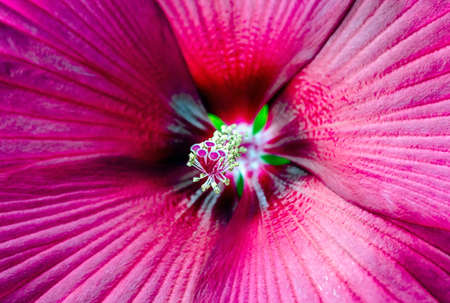 Red Hawaiian hibiscus found in Japanese botanical garden
