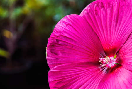 Red Hawaiian hibiscus found in Japanese botanical gardenの写真素材