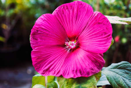 Red Hawaiian hibiscus found in Japanese botanical gardenの写真素材