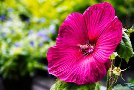 Red Hawaiian hibiscus found in Japanese botanical gardenの写真素材