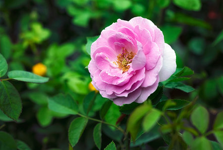 Pink rose flower with buds in roses garden.の写真素材