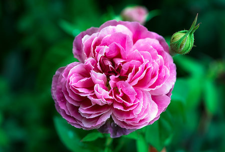Pink rose flower with buds in roses garden.の写真素材