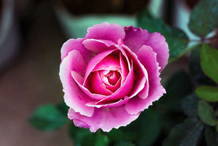 Pink rose flower with buds in roses garden.の写真素材