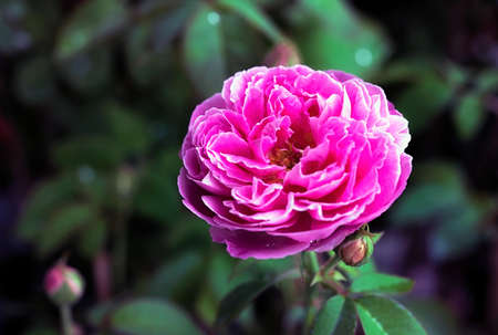 Pink rose flower with buds in roses garden.の写真素材