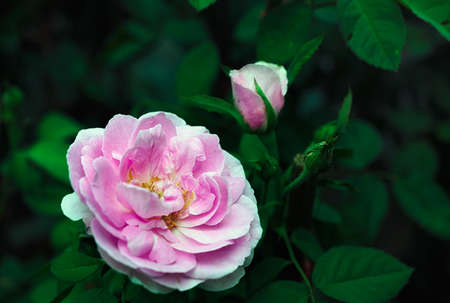 Pink rose flower with buds in roses garden.の写真素材