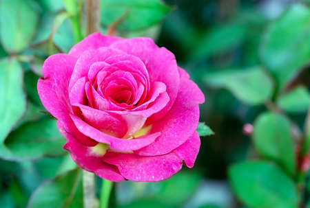 Pink rose flower with buds in roses garden.の写真素材