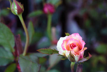 Pink rose flower with buds in roses garden.の写真素材