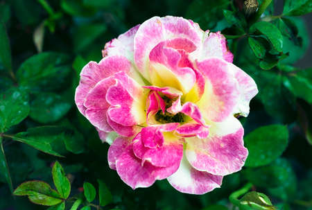 Pink rose flower with buds in roses garden.の写真素材