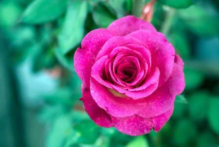 Pink rose flower with buds in roses garden.の写真素材