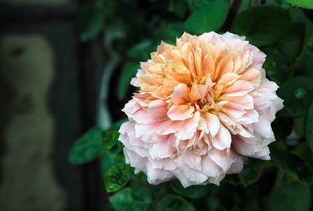 Beautiful son-colored roses in the rose garden.の写真素材
