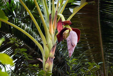 Banana Cabbage on Banana Trees. Red Banana Tree on Green Tree Background. Banana is a tropical fruit tree native to Southeast Asia.の写真素材