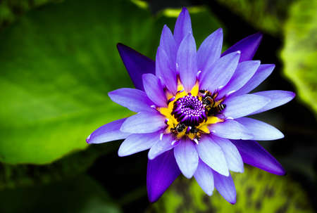 A large swarm of bees, searching for nectar in the water lilies in the tub around the house.の写真素材