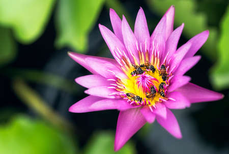 A large swarm of bees, searching for nectar in the water lilies in the tub around the house.の写真素材