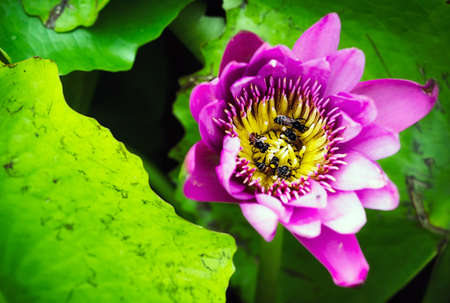 A large swarm of bees, searching for nectar in the water lilies in the tub around the house.の写真素材
