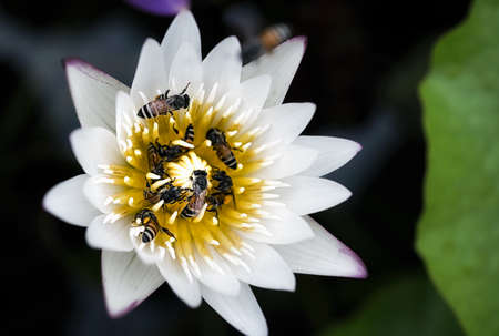 A large swarm of bees, searching for nectar in the water lilies in the tub around the house.の写真素材