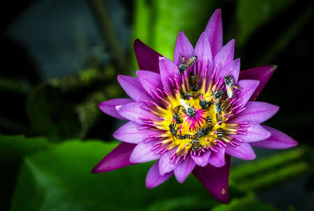 A large swarm of bees, searching for nectar in the water lilies in the tub around the house.の写真素材