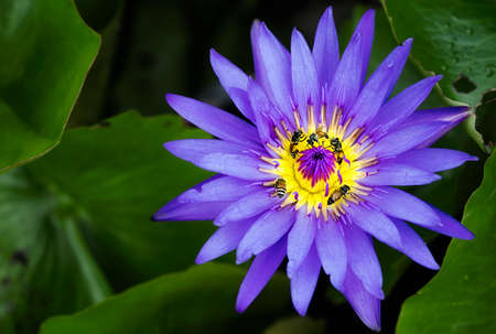 A large swarm of bees, searching for nectar in the water lilies in the tub around the house.の写真素材