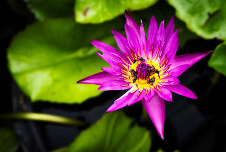 A large swarm of bees, searching for nectar in the water lilies in the tub around the house.の写真素材