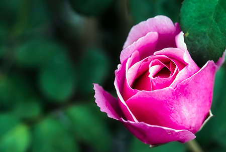 Pink rose flower with buds in roses garden.の写真素材