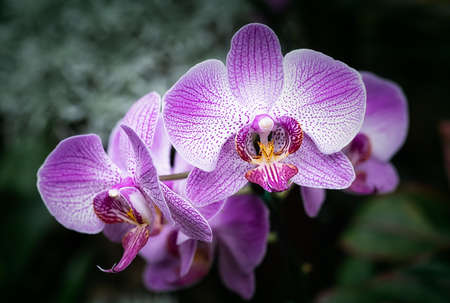 Vanda orchid flower in Thailandの写真素材