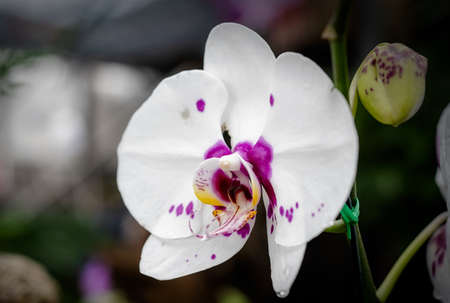 Vanda orchid flower in Thailandの写真素材