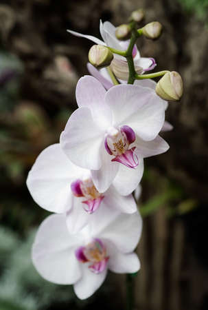 Vanda orchid flower in Thailandの写真素材