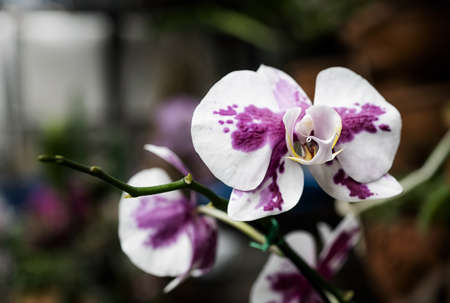 Vanda orchid flower in Thailandの写真素材