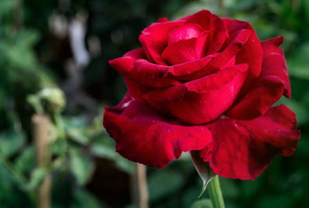 red rose flower petals photo macro nature beautiful nice