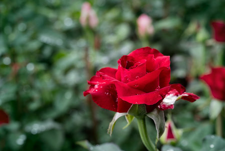 red rose flower petals photo macro nature beautiful niceの写真素材