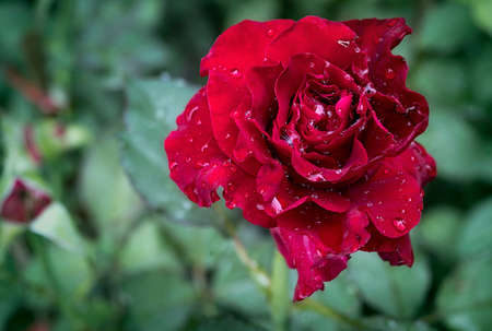 red rose flower petals photo macro nature beautiful niceの写真素材