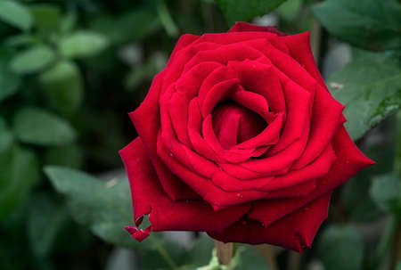 red rose flower petals photo macro nature beautiful niceの写真素材