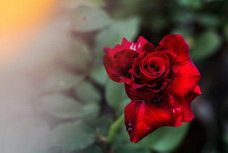 red rose flower petals photo macro nature beautiful niceの写真素材