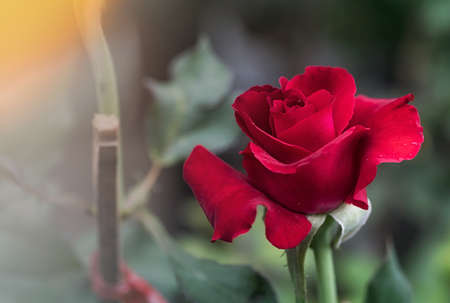 red rose flower petals photo macro nature beautiful niceの写真素材
