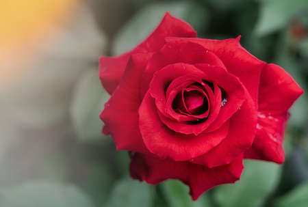 red rose flower petals photo macro nature beautiful niceの写真素材